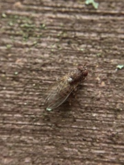 Drosophila repleta