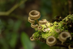 Fungi