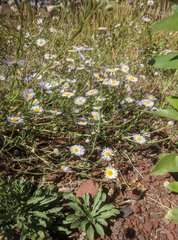 Erigeron divergens