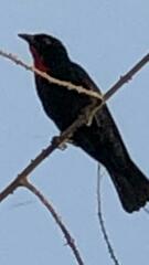 Compsothraupis loricata