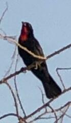 Compsothraupis loricata