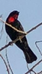 Compsothraupis loricata