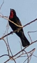 Compsothraupis loricata