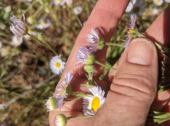 Erigeron divergens