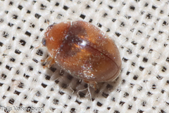 Scymnus subvillosus