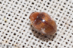 Scymnus subvillosus
