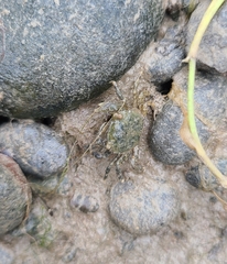 Hemigrapsus crenulatus