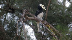 Anthracoceros albirostris