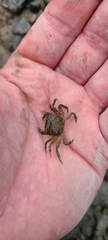 Hemigrapsus crenulatus