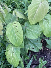 Passiflora ligularis