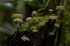 Fungi