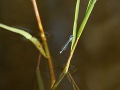 Erythromma lindenii