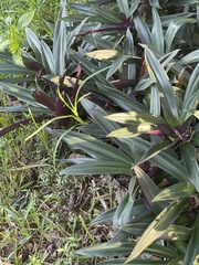 Tradescantia spathacea