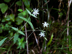 Stellaria vestita