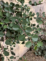Capparis zoharyi