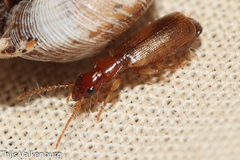 Paradromius