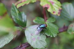Calliphoridae