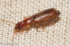 Paradromius