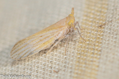 Pseudaraeopus lethierryi