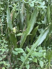 Sansevieria