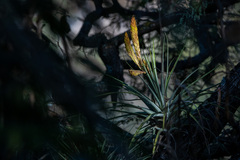 Tillandsia grossispicata