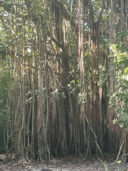 Ficus benghalensis