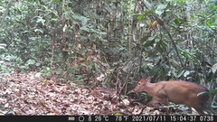 Cephalophorus callipygus