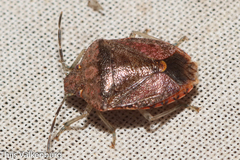 Dryadocoris apicalis