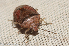 Dryadocoris apicalis