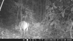 Cephalophus dorsalis