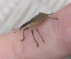 Charagmus gressorius