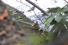 Myiothlypis fulvicauda
