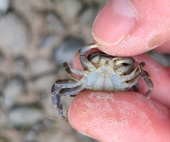 Hemigrapsus crenulatus