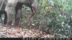 Loxodonta cyclotis