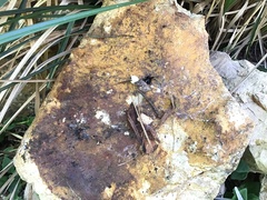 Steatoda grossa