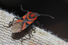 Spilostethus furcula
