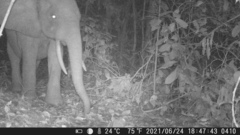 Loxodonta cyclotis