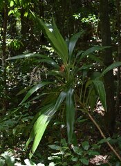 Cordyline cannifolia