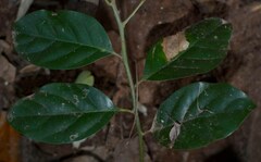 Cryptocarya vulgaris