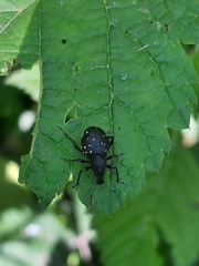 Otiorhynchus gemmatus