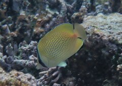 Chaetodon citrinellus