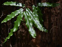 Lygodium reticulatum