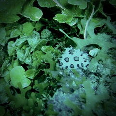 Ceratophyllidia papilligera