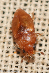 Epuraea