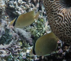 Chaetodon citrinellus