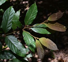 Endiandra hypotephra