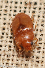Epuraea