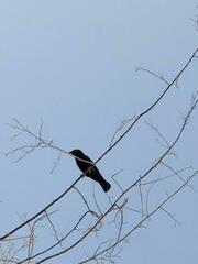 Compsothraupis loricata