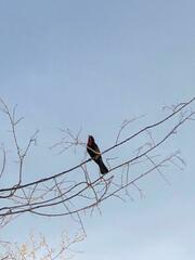 Compsothraupis loricata