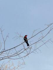 Compsothraupis loricata